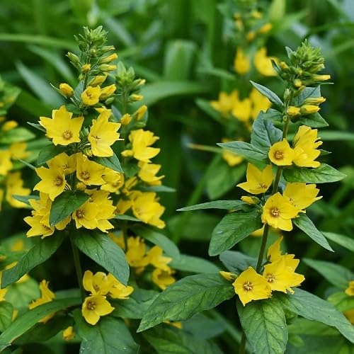 Yellow Loosestrife Flower Seeds