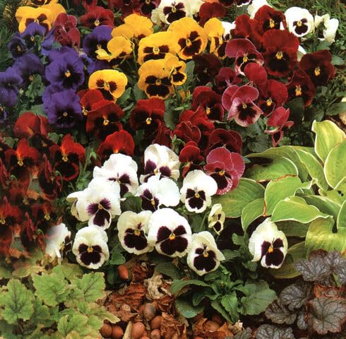 Mixed Pansy Swiss Flower Seeds