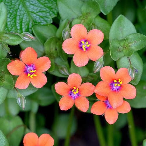 Pimpernel Flower Seeds