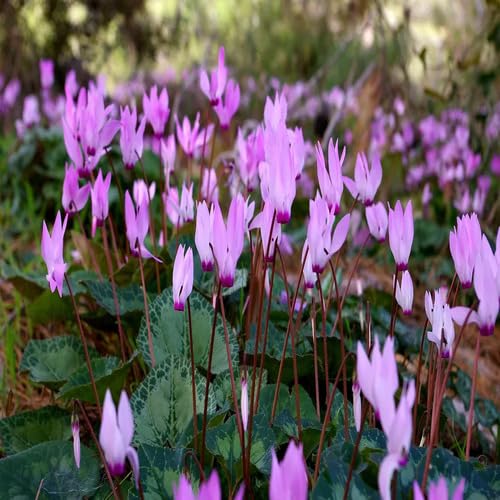 Violet Cyclamen Flower Seeds