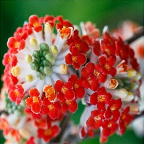 Red Edgeworthia Flower Seeds