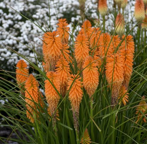 Orange kniphia Flower Seeds