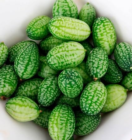 Melothria Scabra vegetable seeds - Heirloom, Organic, Non Gmo Garden Seeds for kitchen garden planting
