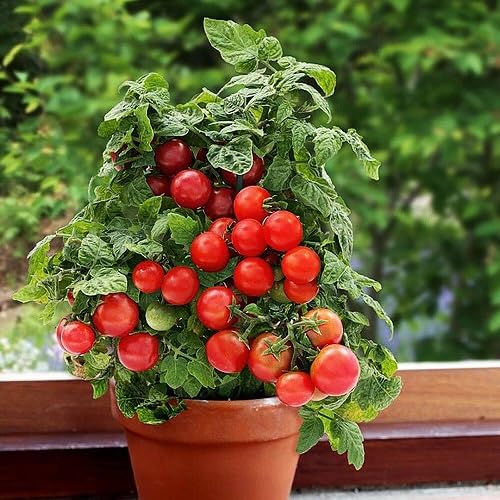 Red Tomato . vegetable seeds - Heirloom, Organic, Non Gmo Garden Seeds for kitchen garden planting