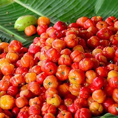 heirloom barbados cherry fruit planting ideal for gardeners gmo free Fruit seeds
