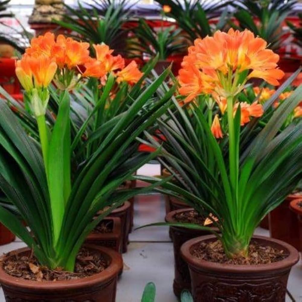 Clivia Flower Mixed Colors Fresh