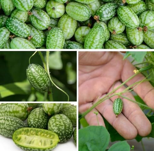 Green Cucamelon vegetable seeds vegetable seeds for Home Gardening, Healthy Culinary Garden Variety for kitchen garden planting