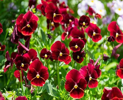 Red Pansy Flower Seeds