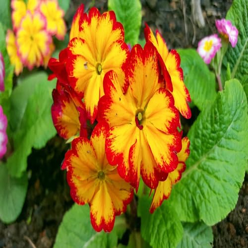 Red Yellow Primula Flower Seeds