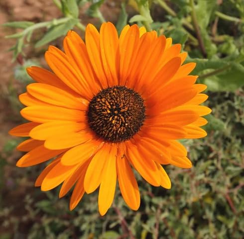 Orange Fastuosum Flowers Seeds