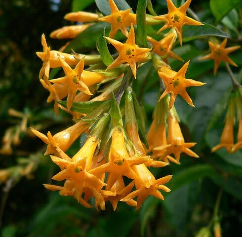 Orange Aurantiacum Flower Seeds