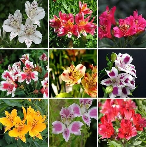Mixed Alstroemeria Flower Seeds
