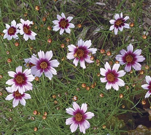 Purple Coreopsis Flower Seeds