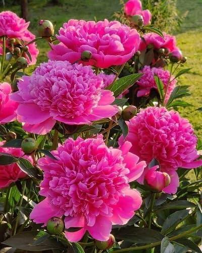 Pink Peony Flower Seeds