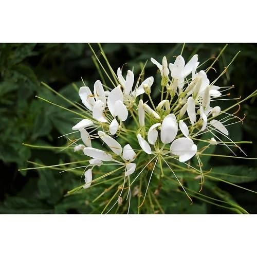white cleome flower seeds
