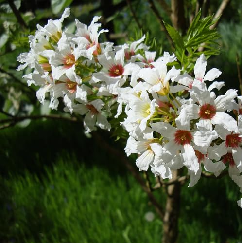 Mixed Xanthoceras Flower Seeds