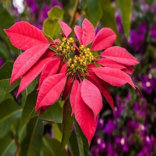 Red Poinsettia Flower Seeds