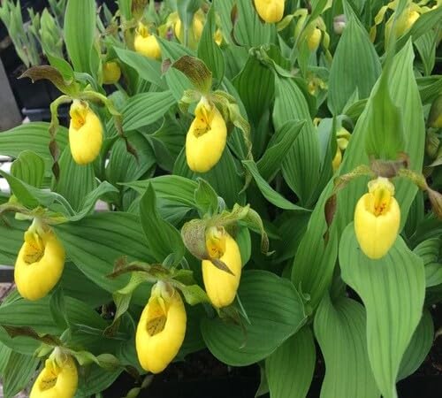 Yellow Lady's Slipper Orchid Flower Seeds