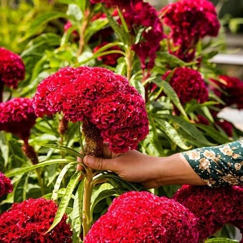 red cockscomb flower seeds.