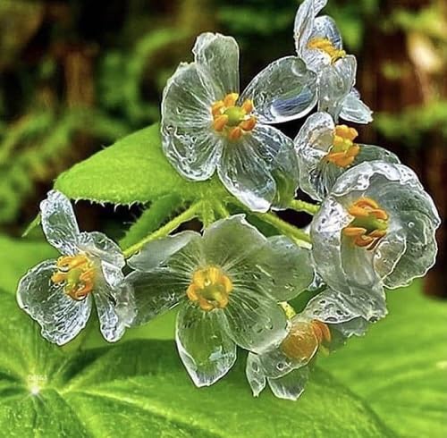 White Diphylleia Grayi Flowers Seeds