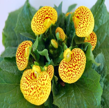Yellow Calceolaria Flower Seeds
