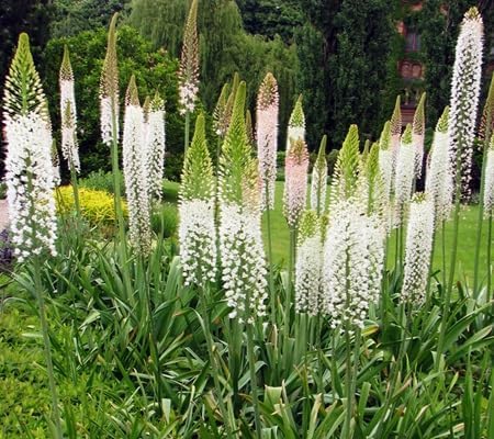 Foxtail Lily Flower Seeds