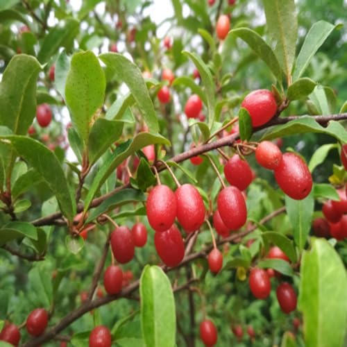 GOUMI Berry Fruit Seeds Rare Tropical Orchard Variety for Natural Tropical Planting Premium