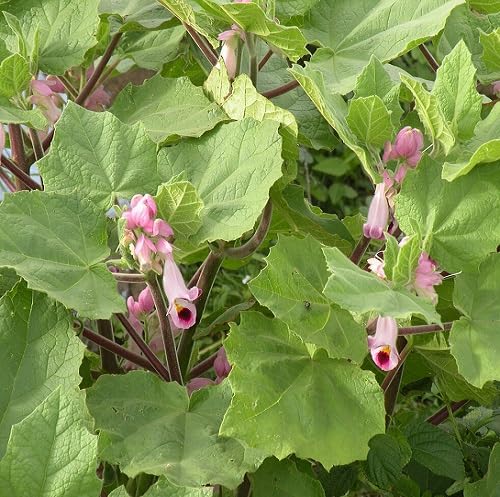 Pink Martynia Flower Seeds