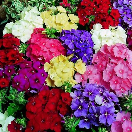 Phlox Flower Seeds