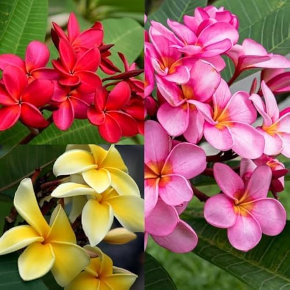 Achimenes Flower Seeds - Heirloom Non GMO High Germination Garden Seeds