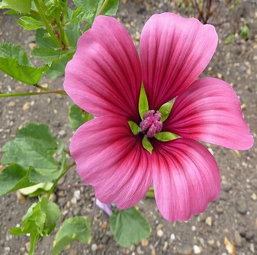 Pink malope Flower Seeds