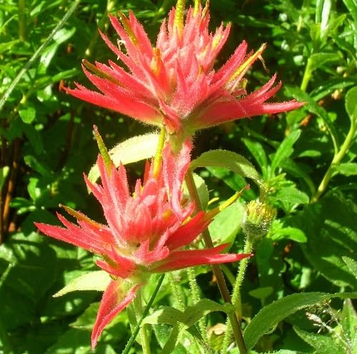 Red Castilleja Flower Seeds