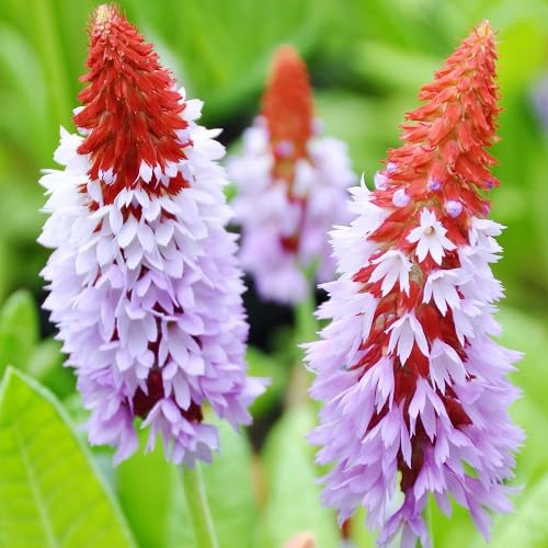 Red Pink Orchid Primrose Flower Seeds