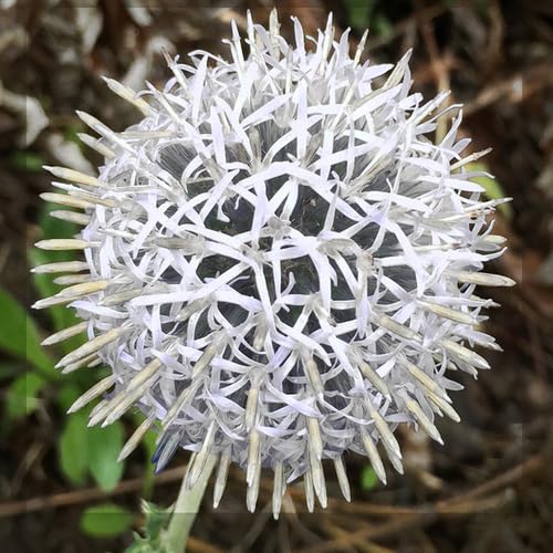 White Echinops Flower Seeds
