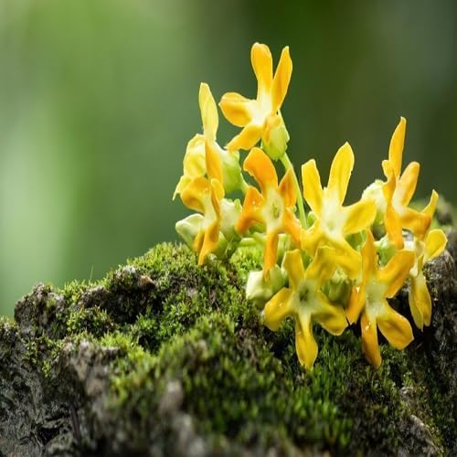 Telosma cordata Flower Seeds