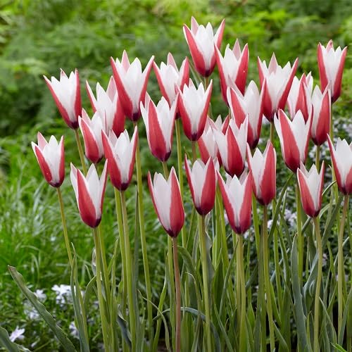 Pink White Tulipa Flower Seeds