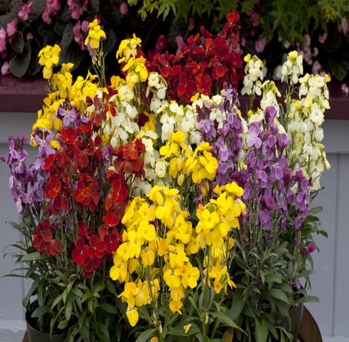 Mix Candelabra Flower Seeds