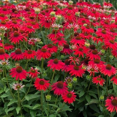 Red Echinacea Coneflower Seeds