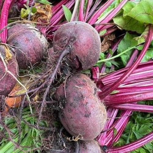 Maroon Beetroot vegetable seeds - Heirloom, Organic, Non Gmo Garden Seeds for kitchen garden planting
