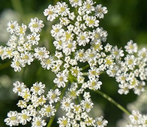 White pimpinella Flower Seeds