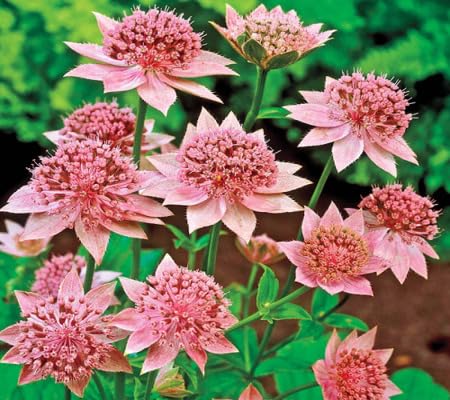 pink astrantia flower seeds