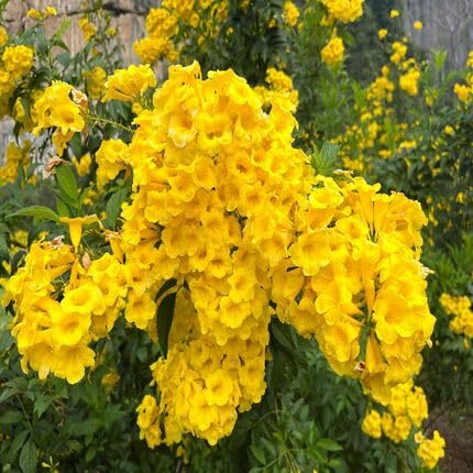 Yellow Esperanza Flower Seeds