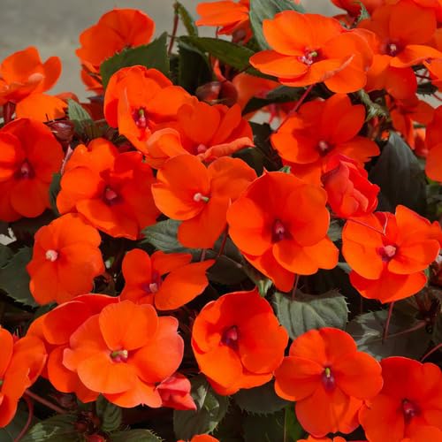 Orange Giant Impatiens Flower Seeds