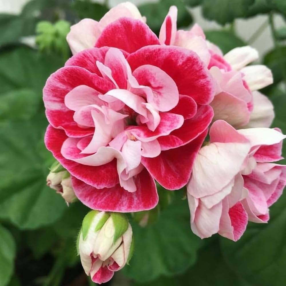 Pink Geranium Flower Pelargonium Spp