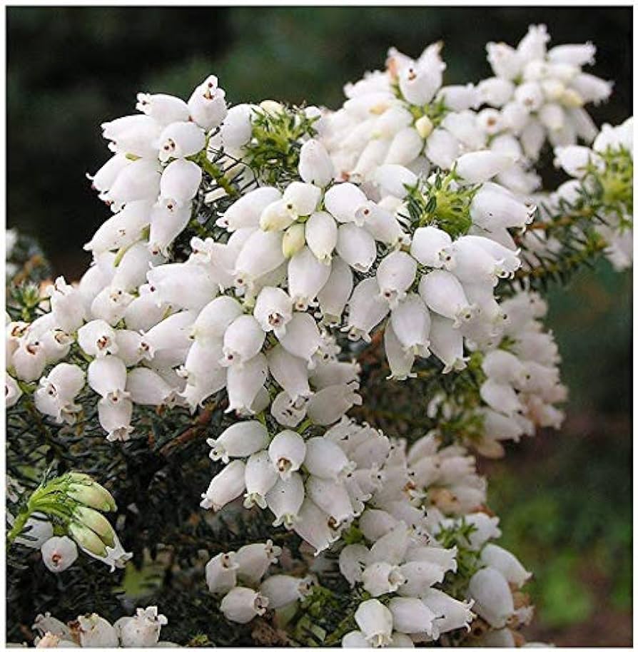 White White Heirloom Non Gmo Kinlochruel Heather Calluna Vulgaris Beautiful Flowering Shrubs
