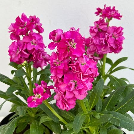 Pink Matthiola incana Flower Seeds