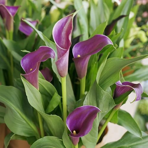 Purple Calla Lily Flower Seeds