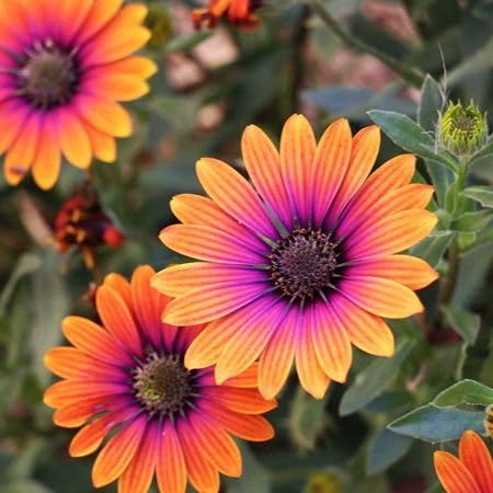 orange daisy osteospermum flower