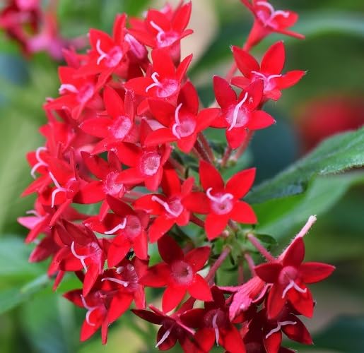 Red Pentas Flower Seeds