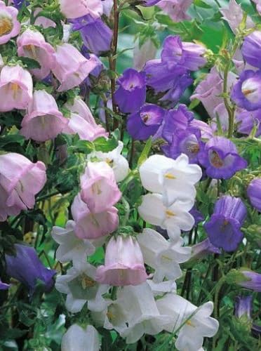 Calycanthema Campanula Flower Seeds